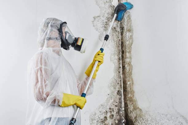 Best Residential Mold Removal  in Benson, AZ