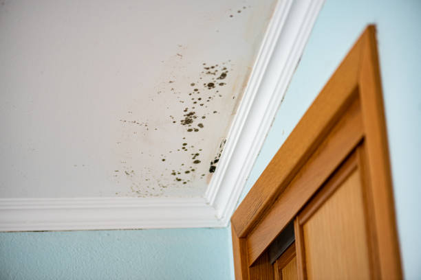 Professional Mold Removal in Benson, AZ