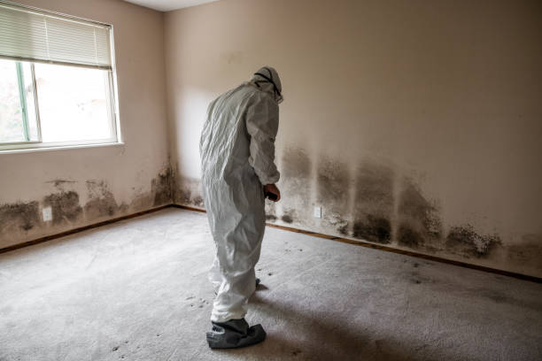 Mold Removal Process in Benson, AZ