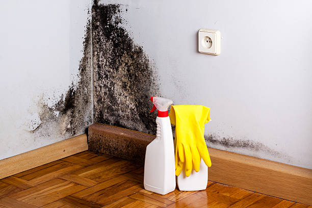 Office Mold Removal Services in Benson, AZ