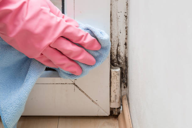 Professional Mold Removal in Benson, AZ