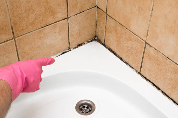 Best Mold Remediation Services  in Benson, AZ